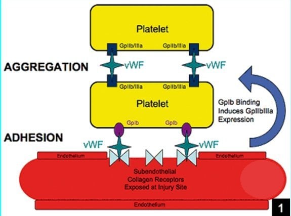 Role of von Willebrand Factor in aiding platelets with aggregation and adhesion to result in thrombosis