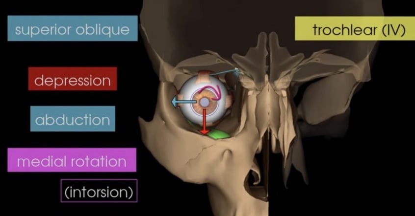 Cranial nerve disorder - CN IV Eye Movement
